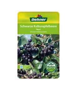 Apfelbeere, Aronia 'Nero' -Gartenleben Verkauf 00000000 Aronia melanocarpa Nero 2016 1