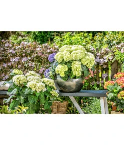 Dehner Keramik-Topf Bavaria, Bauchig -Gartenleben Verkauf 167510 167544 167643 WE MO 001 KeramikPflanztopfBavariaglasiert