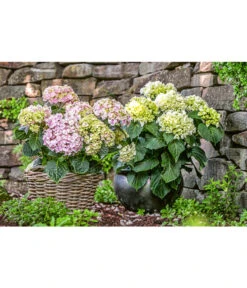 Dehner Keramik-Topf Bavaria, Bauchig -Gartenleben Verkauf 167510 167544 167643 WE MO 002 KeramikPflanztopfBavariaglasiert