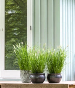 Dehner Keramik-Topf Bavaria, Bauchig -Gartenleben Verkauf 167510 167544 167643 WE MO 009 KeramikPflanztopfBavariaglasiert