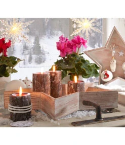 Alpenveilchen, Gefranst -Gartenleben Verkauf 20150914 WE MO 023 Weihnachtsshooting 2015