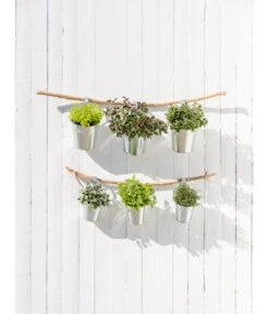 Dehner Gourmet Garten Strauchbasilikum 'Magic Blue' -Gartenleben Verkauf 20181011 PR MO 003 Kraeuter 04