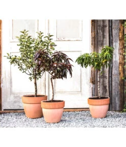 Zwergpfirsich 'Amber Pix Zee' -Gartenleben Verkauf 20190626 WE MO 002 ZwergundSaeulenobst GC10 2020 2