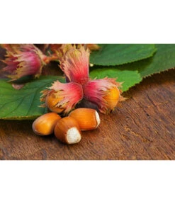 Dehner Haselnuss 'Rote Zellernuss' -Gartenleben Verkauf 20200701 PR MO RoteZellernuss 32927418 123rf