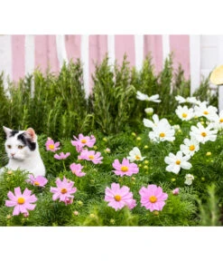 Schmuckkörbchen, Verschiedene Farben -Gartenleben Verkauf 20200716 8811192 WE MO 001 CosmosBipinnatusCosmea 2021 GC13