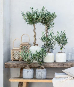 Olive, Stamm, In Keramik, Ca. Ø17/H90 Cm -Gartenleben Verkauf 20221005 WE MO 002 Olivenarrangement GC05 2023