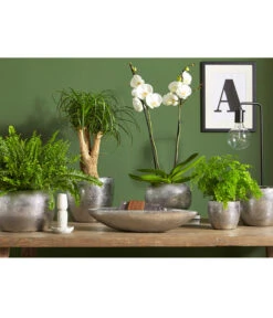 Dehner Keramik-Jardiniere Rosella, Oval, Silber, Ca. B50/H11/T17 Cm -Gartenleben Verkauf 3136926 PR MO 003 KeramikSerieRosellaChromUveSauer