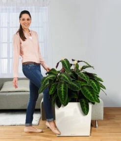 LECHUZA® Rolluntersetzer Für CLASSICO/QUADRO -Gartenleben Verkauf 3179538 WE MO 005 CubePremiumWeissRolluntersetzer 3468089