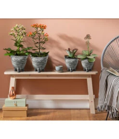 Kalanchoe - Kalanchoe Humilis 'Desert Surprise' -Gartenleben Verkauf 4118931 8238719 WE MO 001 TopfKalanchoeAnthrazit