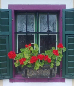 Roto Kunststoff-Pflanzkasten Planika, Rechteckig, Dunkelgrau, Ca. B49,5/H18,5/T20,5 Cm -Gartenleben Verkauf 4145769 WE MO 002 RotoKastenPlanika