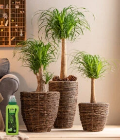 Dehner Palmen-Dünger, Flüssig, 500 Ml -Gartenleben Verkauf 4418240 WE MO 001 DehnerPalmenDuengerfluessig500ml