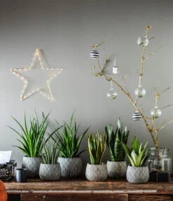 Bogenhanf - Sansevieria Zeylanica -Gartenleben Verkauf 4432845 4432811 4432852 4432647 4432589 4432803 WE MO 003 TopfSannaSchwarzGold