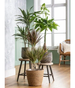 Drachenbaum - Dracaena Fragrans 'Cintho' 7 Drachenbaum - Dracaena Fragrans 'Cintho' -Gartenleben Verkauf 4439014 8517559 4439022 4083325 WE MO 001 DracaenaCintho KorbIgmarTopfStef