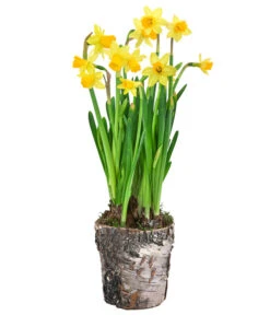 Narzissen 'Tête à Tête' In Birkentopf, Ca. Ø11 Cm 8 Narzissen 'Tête à Tête' In Birkentopf, Ca. Ø11 Cm -Gartenleben Verkauf 6019129 WE FS 001 BirkentopfNarzisseTeteaTete11cm