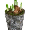 Narzissen 'Tête à Tête' In Birkentopf, Ca. Ø11 Cm -Gartenleben Verkauf 6019129 WE FS 001 HOBirkentopNarzisse