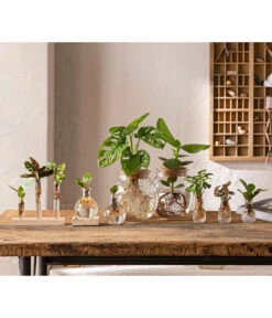 Waterplant Balsamapfel Im Kugelglas - Clusia Rosea 'Princess', Mit LED -Gartenleben Verkauf 6125066 WE MO 001 WaterPlants 1