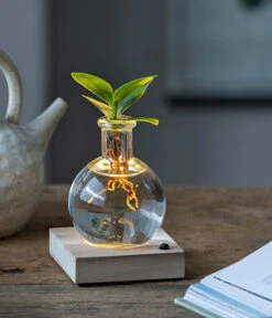 Waterplant Balsamapfel Im Kugelglas - Clusia Rosea 'Princess', Mit LED -Gartenleben Verkauf 6125074 WE MO 001 WaterPlantClusiaLED