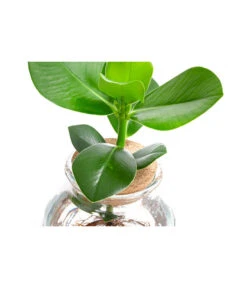 Waterplant Balsamapfel Im Kugelglas - Clusia Rosea 'Princess', Ca. 30 Cm 9 Waterplant Balsamapfel Im Kugelglas - Clusia Rosea 'Princess', Ca. 30 Cm -Gartenleben Verkauf 6125082 WE DE 001 WaterPlantsClusia12cm