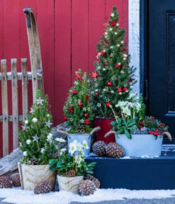 Geschmückter Weihnachtsbaum Linus -Gartenleben Verkauf 6266050 WE MO 001 WeihnachtsbaumLinusRot15cm