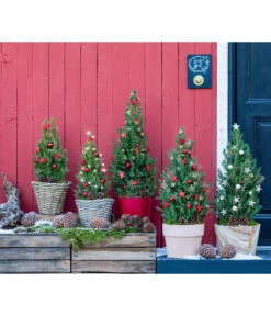 Geschmückter Weihnachtsbaum Kubu, Ca. H50 Cm -Gartenleben Verkauf 6266258 WE MO 001 WeihnachtsBaumKuba25cm