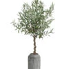 Olive, Stamm, In Keramik, Ca. Ø17/H90 Cm -Gartenleben Verkauf 6267546 WE FS 001 OleaEurop Stamm90cmGrau