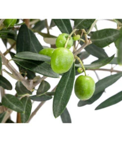 Olive, Stamm, In Keramik, Ca. Ø17/H90 Cm -Gartenleben Verkauf 6267579 WE DE 001 OleaEurop Stamm90cmWeiss