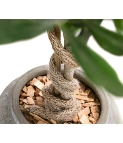 Olive, Stamm, In Keramik, Ca. Ø17/H90 Cm -Gartenleben Verkauf 6267579 WE DE 002 OleaEurop Stamm90cmGrau