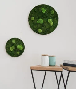 StyleGREEN Bild Aus Wald- Und Kugelmoos, Kreisförmig, Ca. Ø54 Cm -Gartenleben Verkauf 6429757 6429765 WE MO 001 Wald Kugelmoosbild