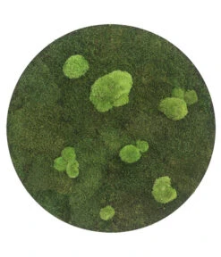 StyleGREEN Bild Aus Wald- Und Kugelmoos, Kreisförmig, Ca. Ø54 Cm