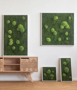 StyleGREEN Bild Aus Wald- Und Kugelmoos, Quadratisch, Ca. B35/H35/T6 Cm -Gartenleben Verkauf 6429948 WE MO 001 Wald Kugelmoosbild35x35cmStylegreen