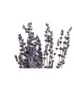 Trockenblumenbund Lavendel -Gartenleben Verkauf 6491682 PR DE 001 LavendeltiefblauBund DehnerExpressHerzig