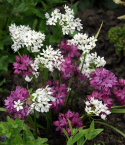 Dehner Blumenzwiebel 5 Monate Blütenpracht, 200 Stk. 16 Dehner Blumenzwiebel 5 Monate Blütenpracht, 200 Stk. -Gartenleben Verkauf 6617286 WE MO 002 DehnerBlumenzwiebel5MonateBlumenpaket