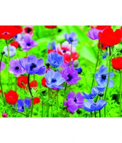 Dehner Blumenzwiebel 5 Monate Blütenpracht, 200 Stk. 17 Dehner Blumenzwiebel 5 Monate Blütenpracht, 200 Stk. -Gartenleben Verkauf 6617286 WE MO 003 DehnerBlumenzwiebel5MonateBlumenpaket