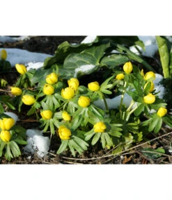 Dehner Blumenzwiebel 5 Monate Blütenpracht, 200 Stk. 18 Dehner Blumenzwiebel 5 Monate Blütenpracht, 200 Stk. -Gartenleben Verkauf 6617286 WE MO 004 DehnerBlumenzwiebel5MonateBlumenpaket