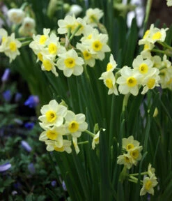 Dehner Blumenzwiebel 5 Monate Blütenpracht, 200 Stk. 19 Dehner Blumenzwiebel 5 Monate Blütenpracht, 200 Stk. -Gartenleben Verkauf 6617286 WE MO 005 DehnerBlumenzwiebel5MonateBlumenpaket