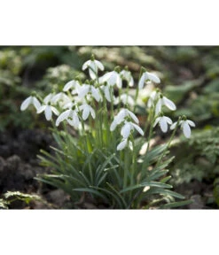 Dehner Blumenzwiebel 5 Monate Blütenpracht, 200 Stk. 20 Dehner Blumenzwiebel 5 Monate Blütenpracht, 200 Stk. -Gartenleben Verkauf 6617286 WE MO 006 DehnerBlumenzwiebel5MonateBlumenpaket