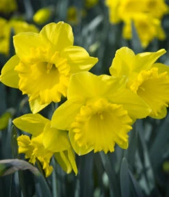 Dehner Blumenzwiebel 5 Monate Blütenpracht, 200 Stk. 21 Dehner Blumenzwiebel 5 Monate Blütenpracht, 200 Stk. -Gartenleben Verkauf 6617286 WE MO 007 DehnerBlumenzwiebel5MonateBlumenpaket