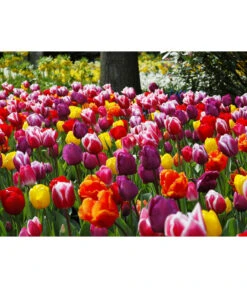 Dehner Blumenzwiebel 5 Monate Blütenpracht, 200 Stk. 24 Dehner Blumenzwiebel 5 Monate Blütenpracht, 200 Stk. -Gartenleben Verkauf 6617286 WE MO 010 DehnerBlumenzwiebel5MonateBlumenpaket