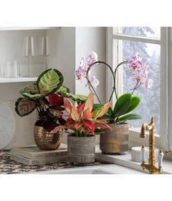 Dehner Beton-Übertopf Nola, Rund, Grau-kupfer -Gartenleben Verkauf 6732499 6732929 6784912 WE MO 001 TopfNolaGold