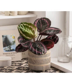 Dehner Beton-Übertopf Nola, Rund, Grau-kupfer -Gartenleben Verkauf 6732499 WE MO 004 TopfNolaGold