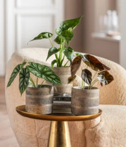 Dehner Beton-Übertopf Nola, Rund, Grau-kupfer -Gartenleben Verkauf 6732515 WE MO 001 GlamourPaketNola