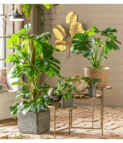 Fensterblatt - Monstera Deliciosa 7 Fensterblatt - Monstera Deliciosa -Gartenleben Verkauf 6757405 WE MO 001 TopfCabeGrau