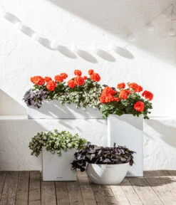 Süßkartoffel, Verschiedene Farben -Gartenleben Verkauf 6770721 8813206 8809592 8824500 WE MO 001 LechuzaSchaleCubetoStone