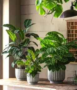 Korbmarante - Calathea 'Misto' -Gartenleben Verkauf 6781553 6781561 6781579 WE MO 001 TopfCalWeissGrau