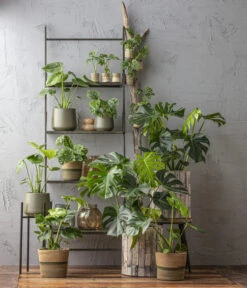 Fensterblatt - Monstera Deliciosa 8 Fensterblatt - Monstera Deliciosa -Gartenleben Verkauf 6924559 6904957 6924559 WE MO 001 Monstera