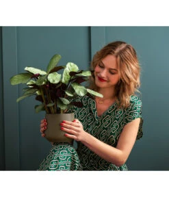 Korbmarante - Ctenanthe Burle-marxii -Gartenleben Verkauf 6936019 WE MO 001 ZimmerPflanzenKuno