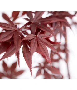 Roter Fächerahorn 'Bloodgood' 5 Roter Fächerahorn 'Bloodgood' -Gartenleben Verkauf 7007081 WE DE 001 AcerPalmatumBloodGoodAhorn20LDehnerExpressZS