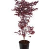 Roter Fächerahorn 'Bloodgood' -Gartenleben Verkauf 7007081 WE FS 001 AcerPalmatumBloodGoodAhorn20LDehnerExpressZS
