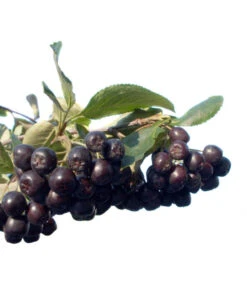 Apfelbeere, Aronia 'Nero' -Gartenleben Verkauf 7045701 BildFS 001 AroniaAroniaMelanocarpaNero