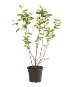 Apfelbeere, Aronia 'Nero' -Gartenleben Verkauf 7045701 PR FS 001 AroniaMelanocarpaNero3LDehnerExpressHerzig